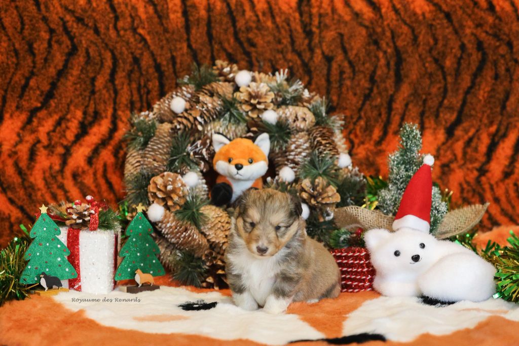 Du Royaume Des Renards - Chiots disponibles - Shetland Sheepdog