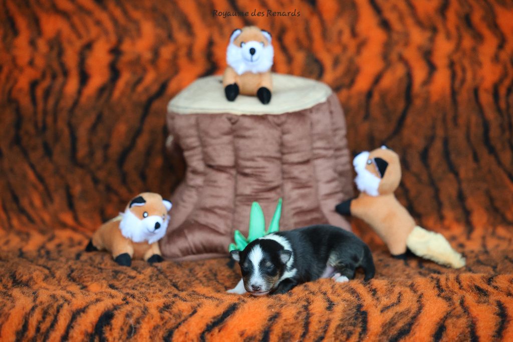 Du Royaume Des Renards - Chiots disponibles - Shetland Sheepdog