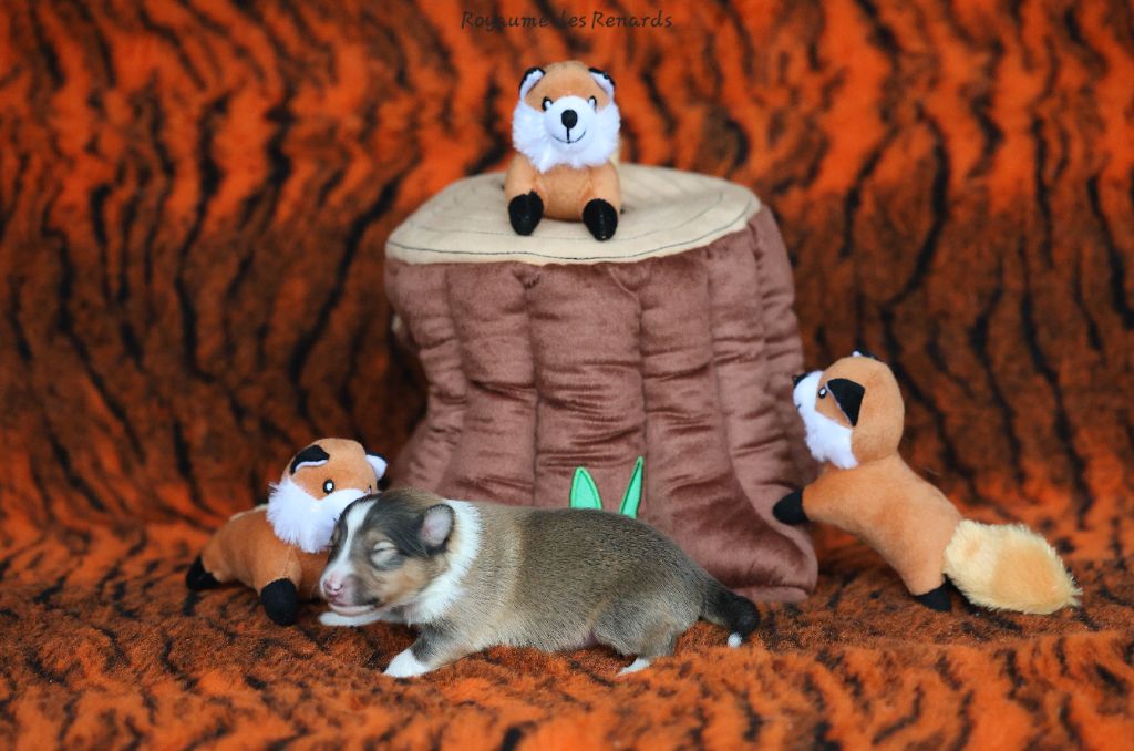 Du Royaume Des Renards - Chiots disponibles - Shetland Sheepdog