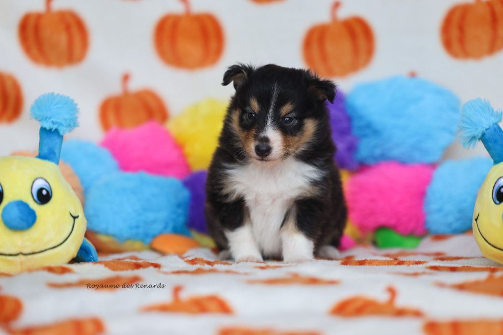 Du Royaume Des Renards - Chiots disponibles - Shetland Sheepdog