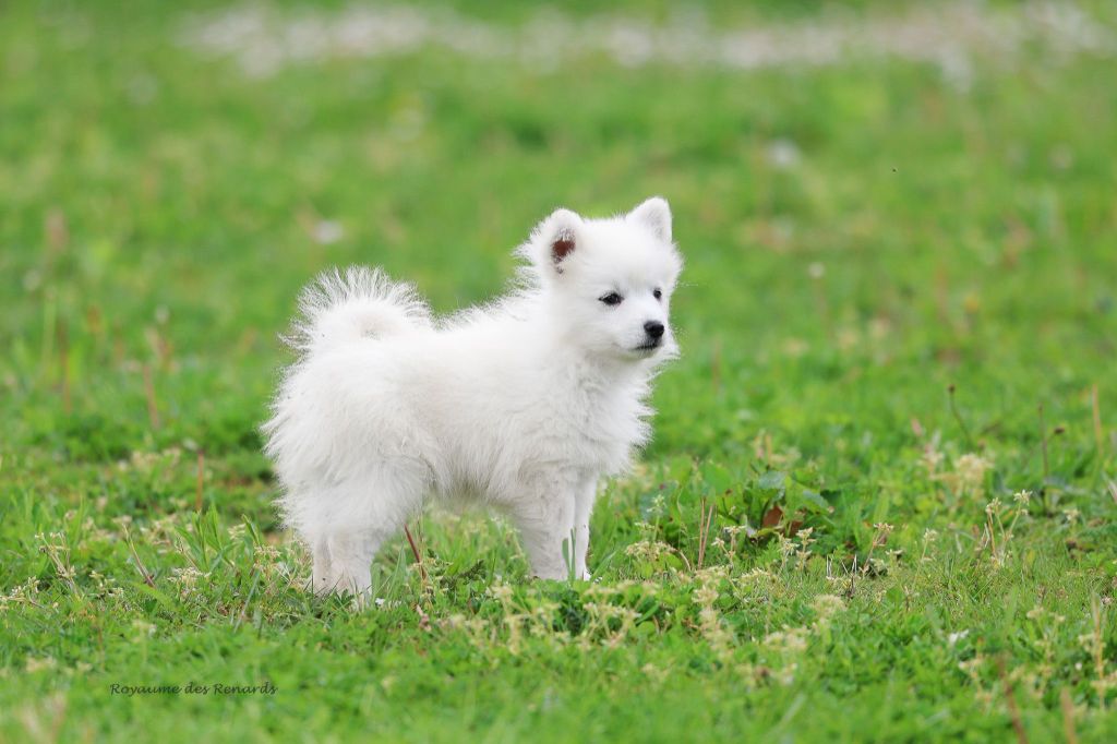Du Royaume Des Renards - Chiots disponibles - Spitz japonais