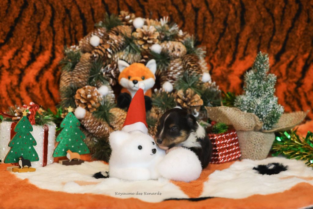 Du Royaume Des Renards - Chiots disponibles - Shetland Sheepdog