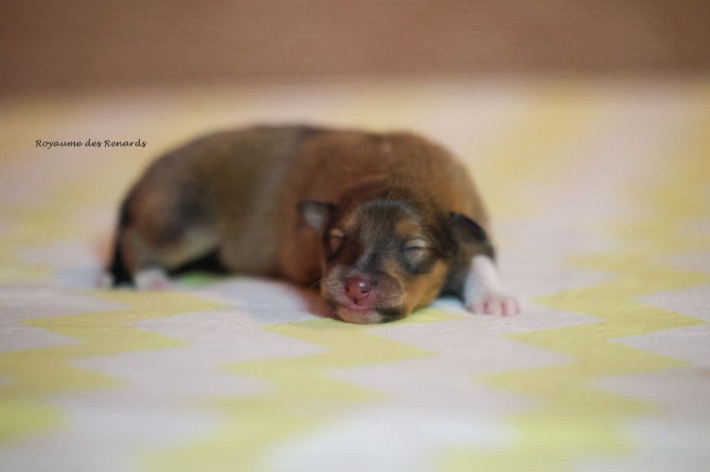 Du Royaume Des Renards - Chiots disponibles - Shetland Sheepdog