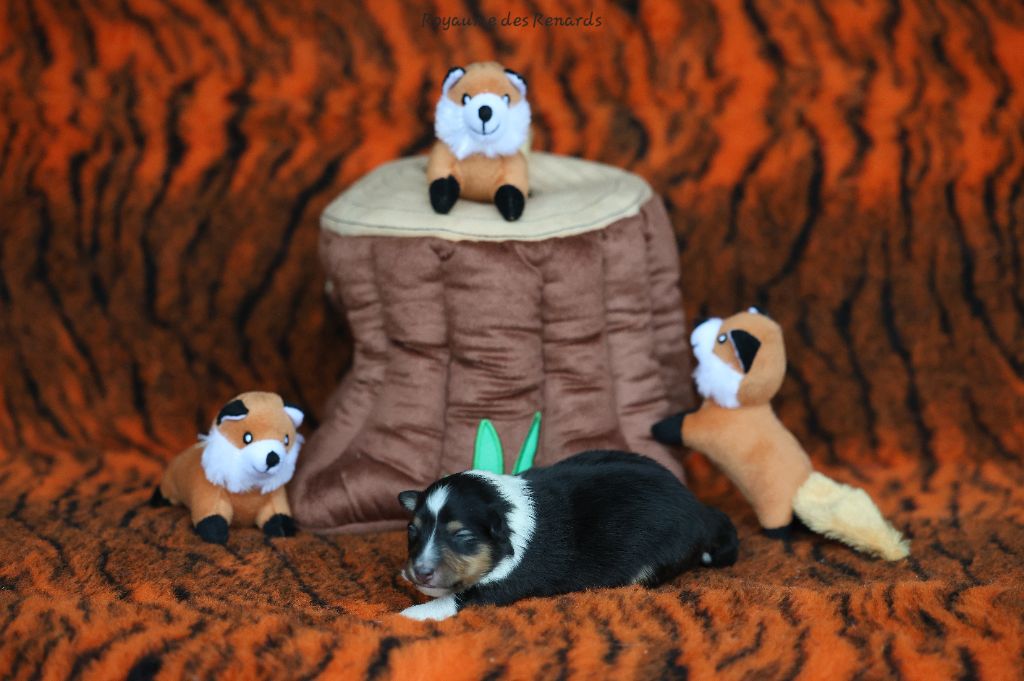 Du Royaume Des Renards - Chiots disponibles - Shetland Sheepdog