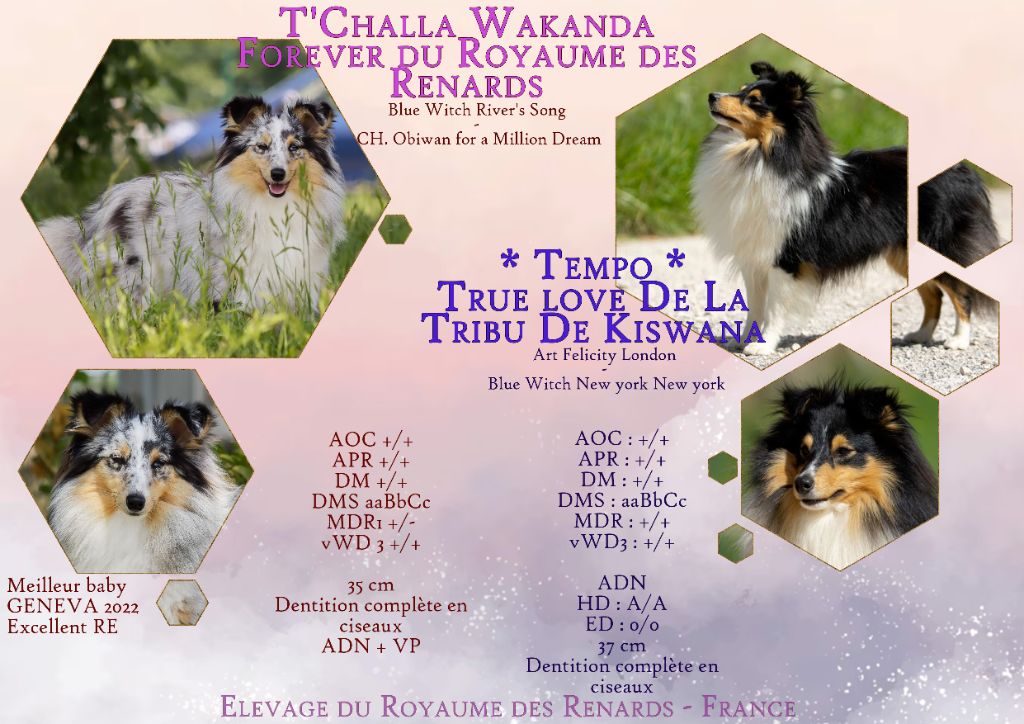 Chiot Shetland Sheepdog Du Royaume Des Renards