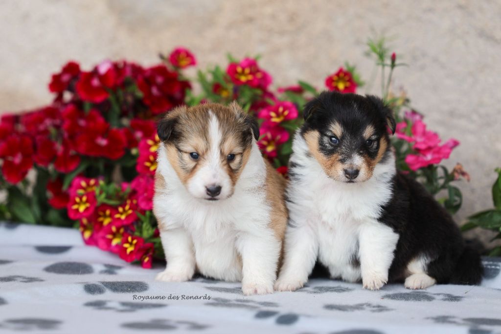 Chiot Shetland Sheepdog Du Royaume Des Renards