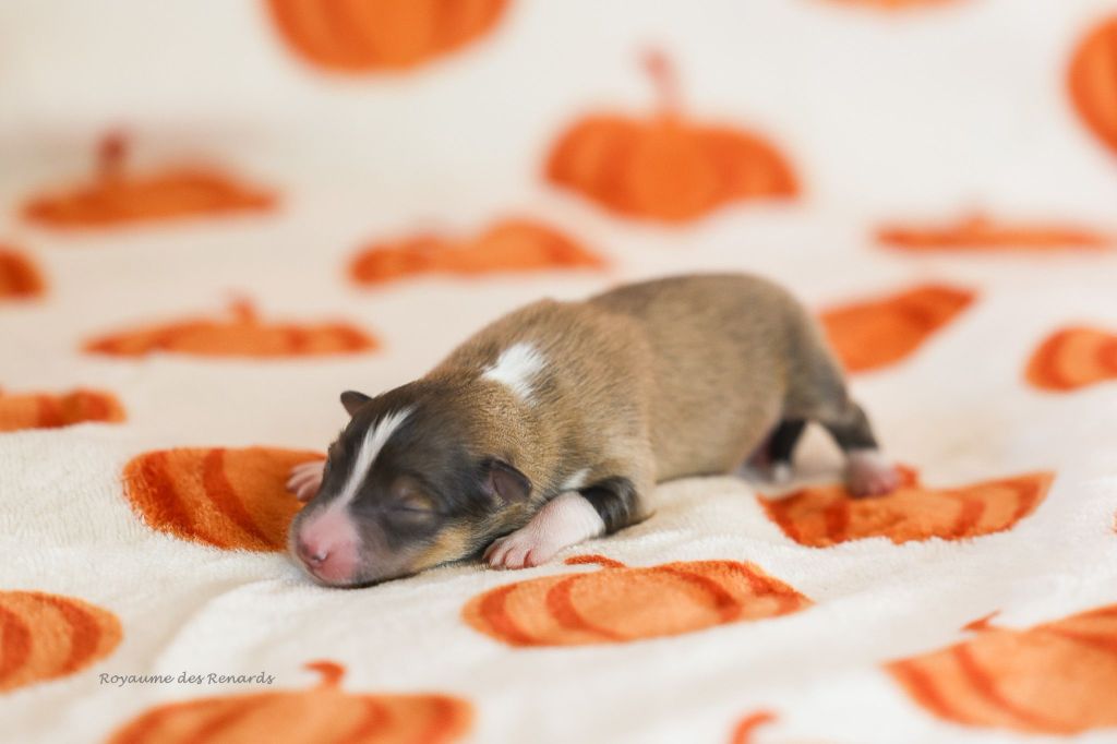Du Royaume Des Renards - Chiots disponibles - Shetland Sheepdog