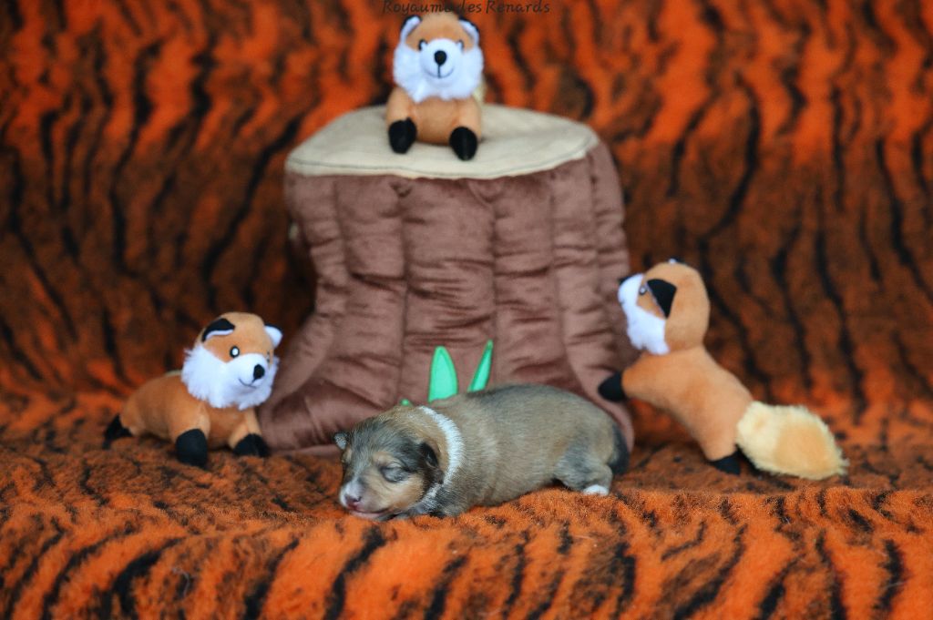 Du Royaume Des Renards - Chiots disponibles - Shetland Sheepdog