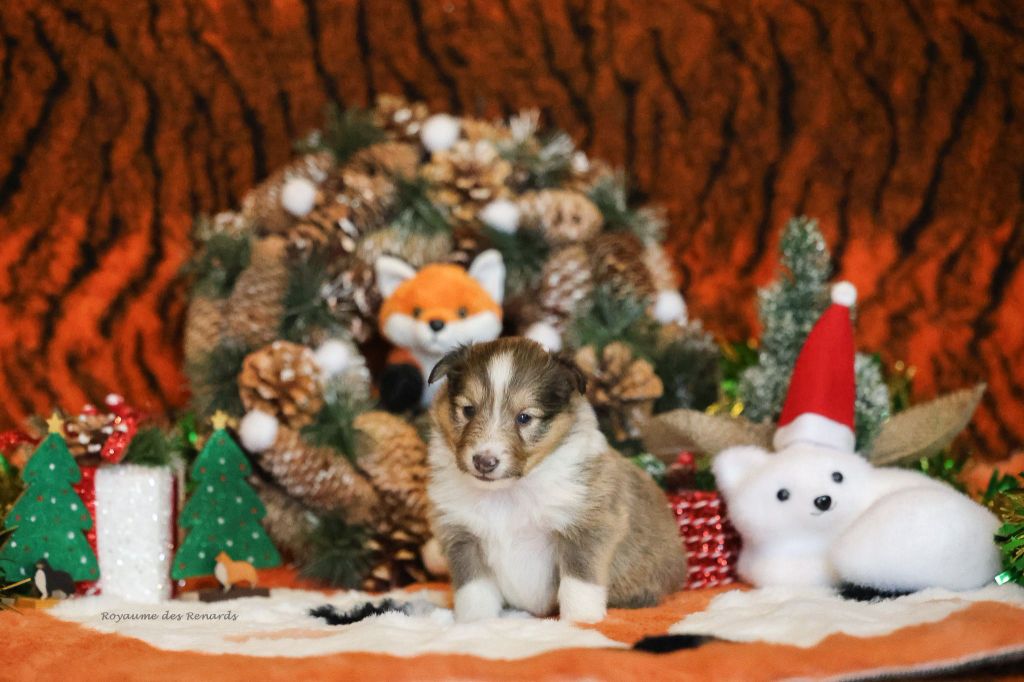 Du Royaume Des Renards - Chiots disponibles - Shetland Sheepdog