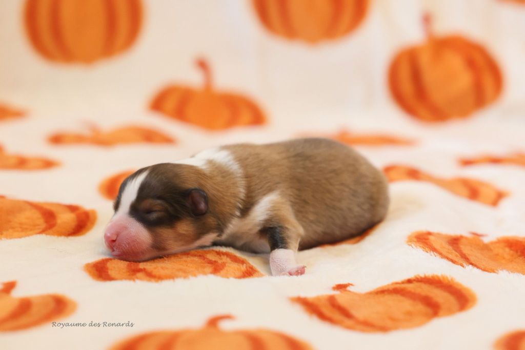 Du Royaume Des Renards - Chiots disponibles - Shetland Sheepdog