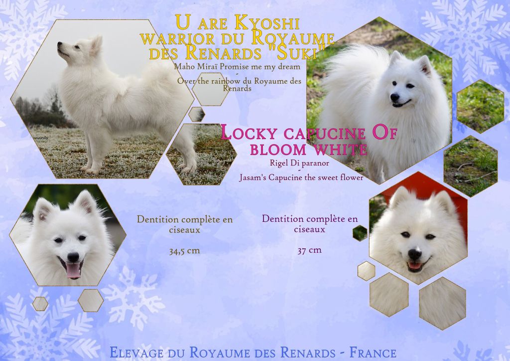 Chiot Spitz japonais Du Royaume Des Renards