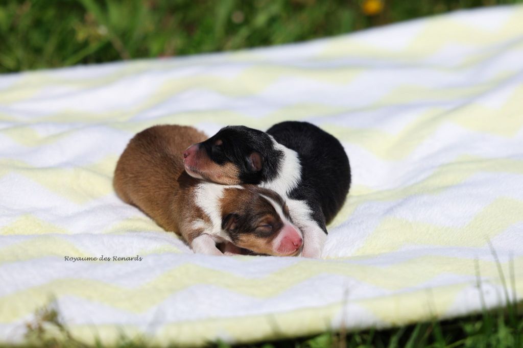 Du Royaume Des Renards - Chiots disponibles - Shetland Sheepdog