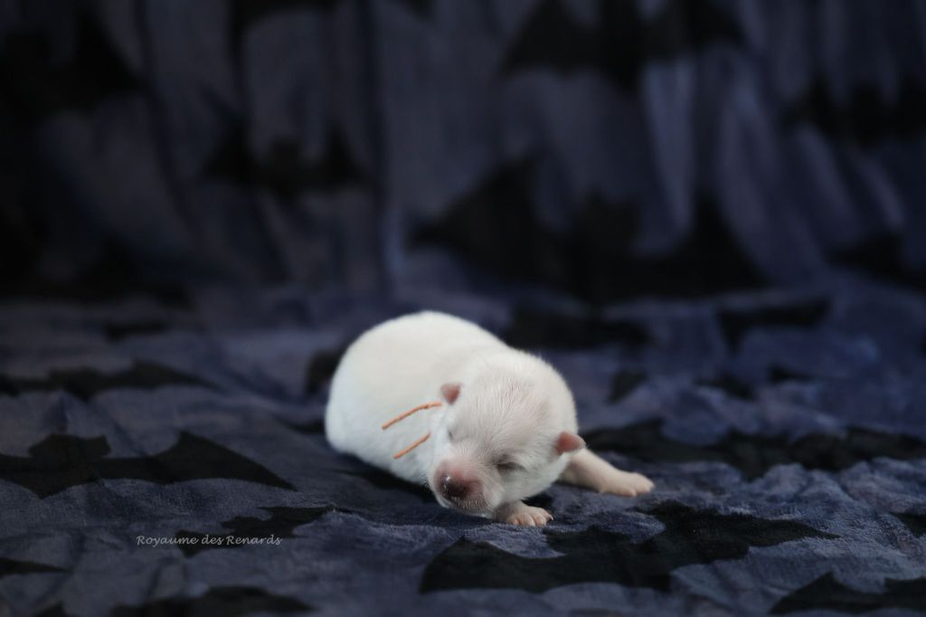 Du Royaume Des Renards - Chiots disponibles - Spitz japonais