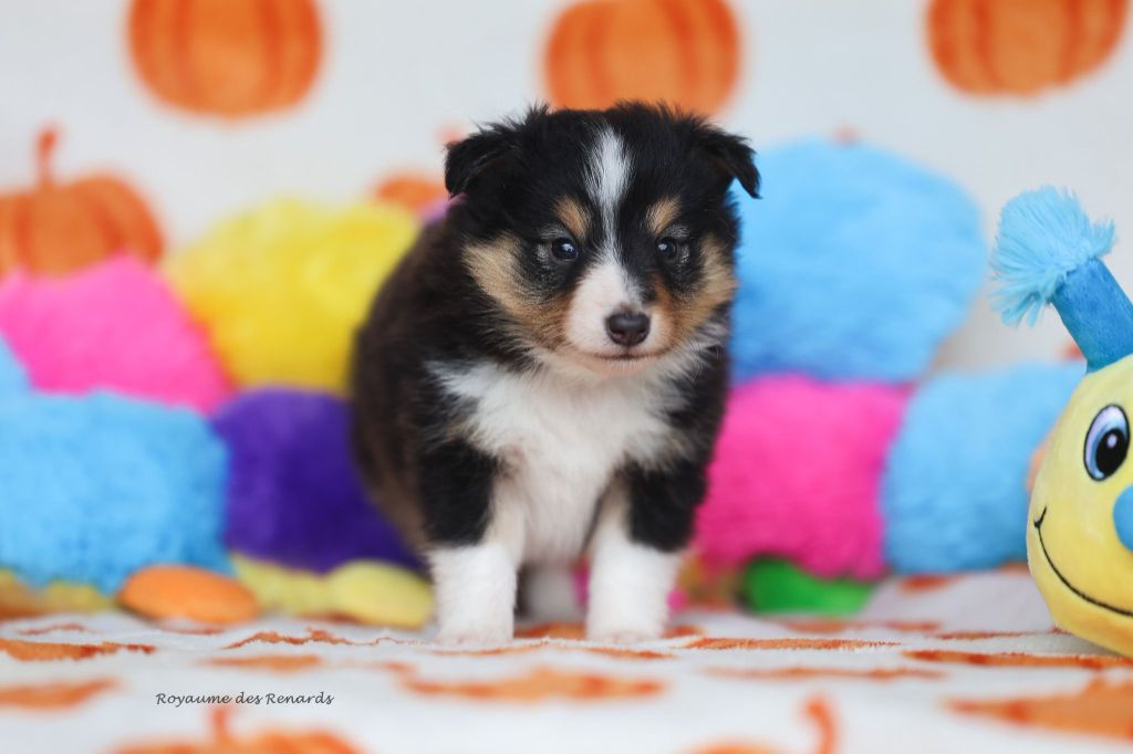 Du Royaume Des Renards - Chiots disponibles - Shetland Sheepdog
