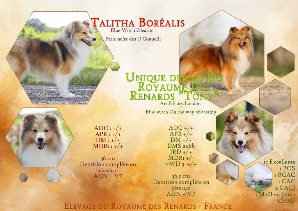 Du Royaume Des Renards - Shetland Sheepdog - Portée née le 28/08/2025