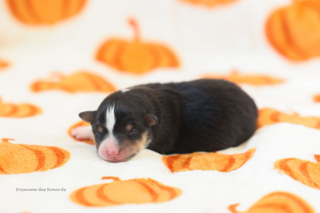 Du Royaume Des Renards - Chiots disponibles - Shetland Sheepdog