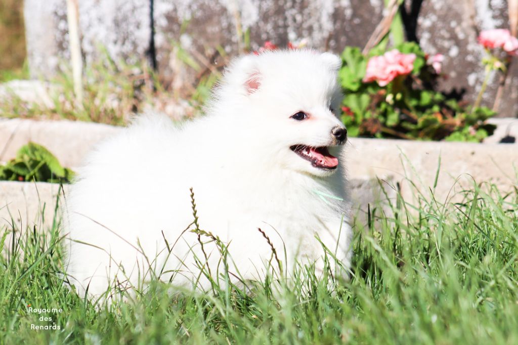 Du Royaume Des Renards - Spitz japonais - Portée née le 29/04/2020