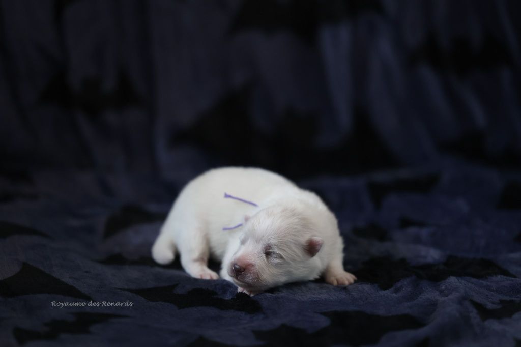 Du Royaume Des Renards - Chiots disponibles - Spitz japonais